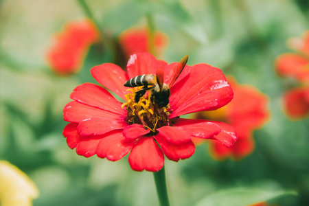 The bee on the red Zinnia flower, Zinnia is a very popular ornamental plant.