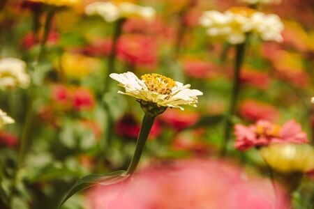 Zinnia is a flowering plant commonly grown ornamental species.の写真素材