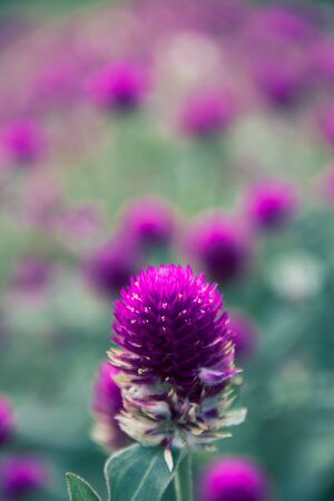 Globe amaranth, purple, beautiful in nature Is a flower that is easily grownの写真素材