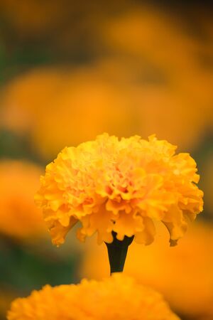 American marigold, beautiful in nature Is a popular flower planted to cut flowers for saleの写真素材