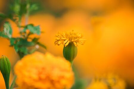American marigold, beautiful in nature Is a popular flower planted to cut flowers for saleの写真素材