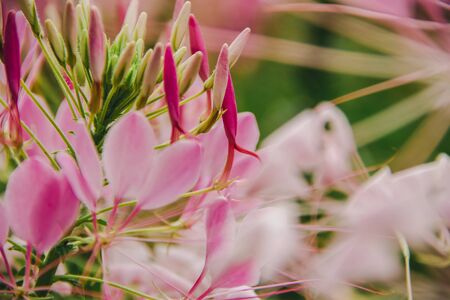 CLEOME SPINOSA LINN is another beautiful flower. Fast growing and therefore plantedの写真素材