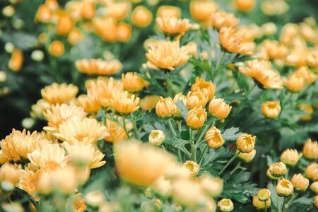 Yellow Chrysanthemum Flower is a flower of good fortune. Chrysanthemum is a flower that has been popular all over the world.の写真素材