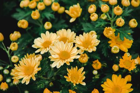 Yellow Chrysanthemum Flower is a flower of good fortune. Chrysanthemum is a flower that has been popular all over the world.の写真素材