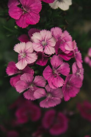 Dianthus is a genus of carnations with beautiful, eye-catching flowers.の写真素材