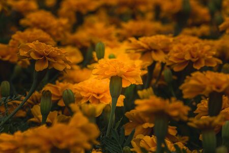 Marigold that is a bouquet of flowers that are popular for planting, cut flowers for sale.の写真素材