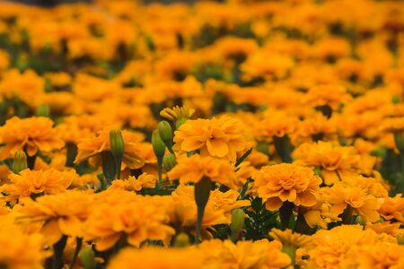 Marigold that is a bouquet of flowers that are popular for planting, cut flowers for sale.の写真素材