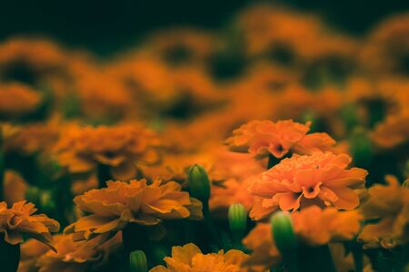 Marigold that is a bouquet of flowers that are popular for planting, cut flowers for sale.の写真素材