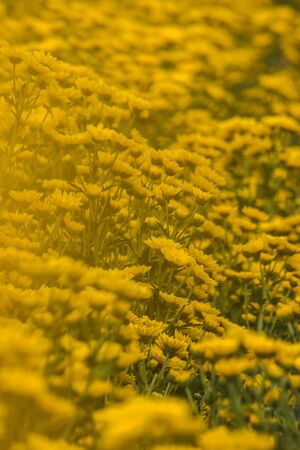 Yellow Chrysanthemum Flower is a flower of good fortune. Chrysanthemum is a flower that has been popular all over the world.の写真素材