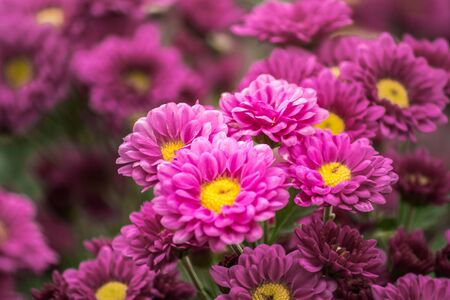 Chrysanthemum is a flower that has been popular all over the world.の写真素材