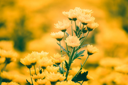 Yellow Chrysanthemum Flower is a flower of good fortune. Chrysanthemum is a flower that has been...