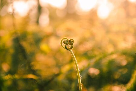 The fern leaves are bent. With the sunrise light in the morningの写真素材