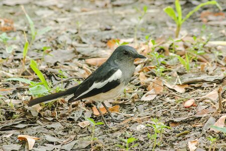 Oriental magpie robin is on the ground, Oriental magpie robin is a small black bird. Oriental magpie robin is a small insectivorous bird.の写真素材
