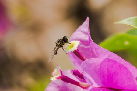A small bee on a flower, a bee sucking on a nectar on a flower, a bee on a pink flower, a bee on a bougainvillea flowerの写真素材