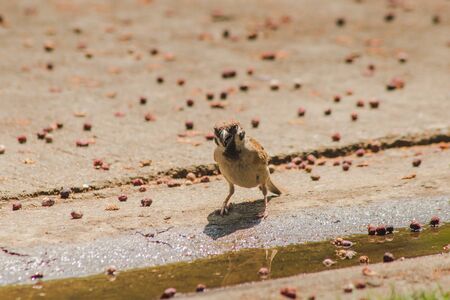 Eurasian Tree Sparrow Eats Fruit on the Ground, Eurasian Tree Sparrow has a dark brown color on the head and back of the neck.の写真素材