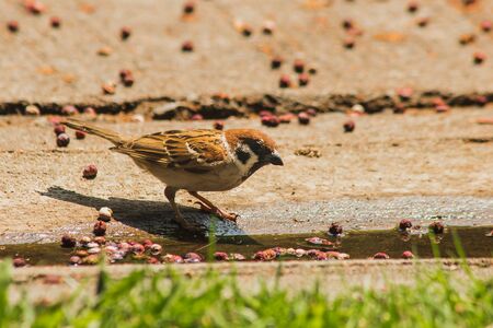 Eurasian Tree Sparrow Eats Fruit on the Ground, Eurasian Tree Sparrow has a dark brown color on the head and back of the neck.の写真素材