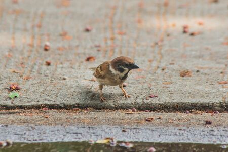 Eurasian Tree Sparrow on the GroundEurasian Tree Sparrow has a dark brown color on the head and back of the neck.White cheeks have black spots on each cheek.の写真素材