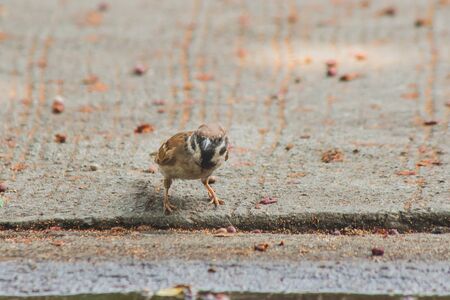 Eurasian Tree Sparrow on the GroundEurasian Tree Sparrow has a dark brown color on the head and back of the neck.White cheeks have black spots on each cheek.の写真素材