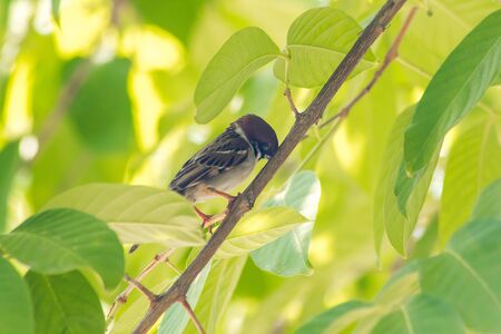 Eurasian Tree Sparrow on Tree,
Eurasian Tree Sparrow has a dark brown color on the head and back of the neck.
White cheeks have black spots on each cheek.の写真素材