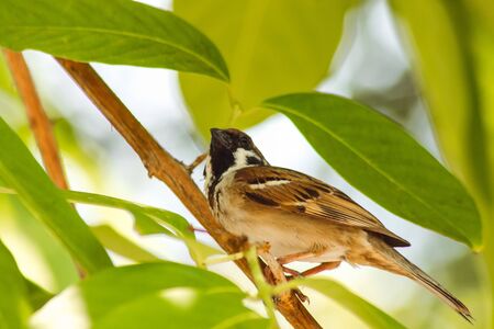 Eurasian Tree Sparrow on Tree,
Eurasian Tree Sparrow has a dark brown color on the head and back of the neck.
White cheeks have black spots on each cheek.の写真素材