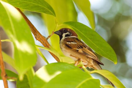 Eurasian Tree Sparrow on Tree,
Eurasian Tree Sparrow has a dark brown color on the head and back of the neck.
White cheeks have black spots on each cheek.の写真素材