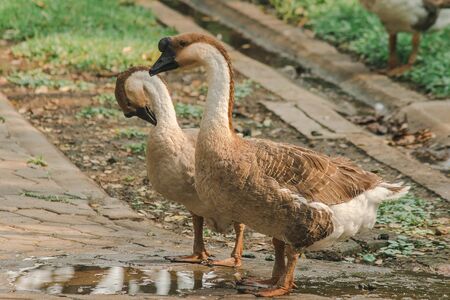 White goose walking on the ground , Geese are animals that are easy to breed and don't get sick.の写真素材