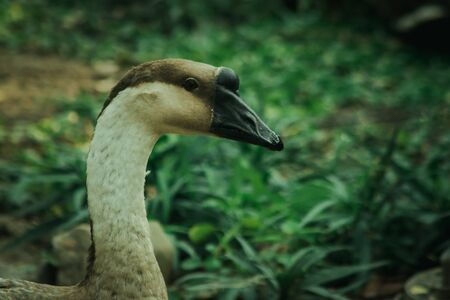 White goose walking on the ground , Geese are animals that are easy to breed and don't get sick.の写真素材