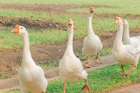 White goose walking on the ground , Geese are animals that are easy to breed and don't get sick.の写真素材