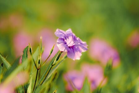 Waterkanon, Watrakanu, Minnieroot, classified as a weed with beautiful flowers, beautiful purple flowers in nature.の写真素材