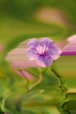 Waterkanon, Watrakanu, Minnieroot, are classified as beautiful weeds with beautiful flowers.の写真素材