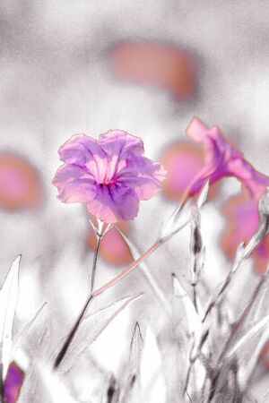 Waterkanon, Watrakanu, Minnieroot, are classified as beautiful weeds with beautiful flowers.の写真素材