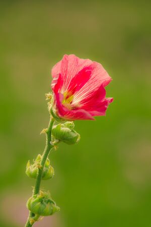 Waterkanon, Watrakanu, Minnieroot, classified as a weed with beautiful flowers, beautiful purple flowers in nature.の写真素材