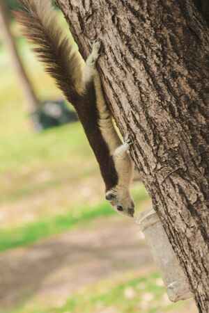 brown squirrel climbing a tree In the garden, squirrels are mainly herbivores, such as nuts, berries, flowers.の写真素材