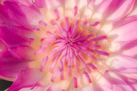 The petals of the Sacred Lotus bloom pink,
Is a water plant in the genus Lotus (Nelumbo), a lotus flower blooming in natureの写真素材