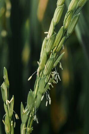Grain of rice in rice fields , Rice is a cereal which the world population consumes as an important food.の写真素材