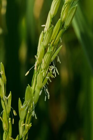 Grain of rice in rice fields , Rice is a cereal which the world population consumes as an important food.の写真素材