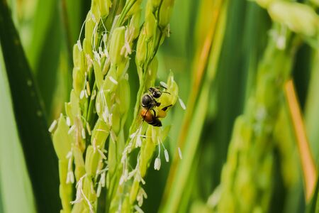 A bee on a white flower, a bee on a rice field,の写真素材