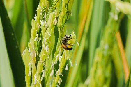A bee on a white flower, a bee on a rice field,の写真素材
