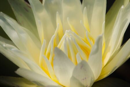 White lotus petals, blooming
Is a water plant in the genus Nelumbo.
Lotus blossoming in natureの写真素材