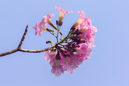 Pink trumpet tree, Tabebuia rosea, Bignoniaceae Beautiful bloom In the summer once a year To both shadeの写真素材