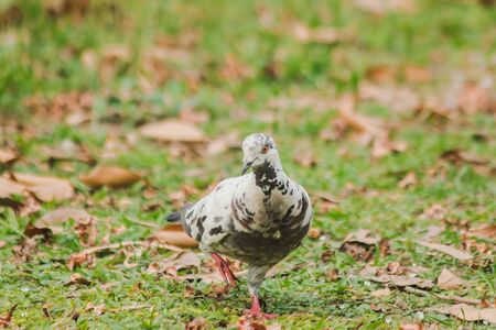 White pigeons walking on the lawn, Gray pigeons walking on the lawnの写真素材
