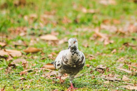 White pigeons walking on the lawn, Gray pigeons walking on the lawnの写真素材