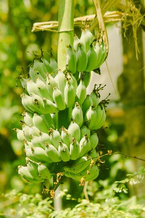 cultivated green banana, Klui Namwa, with green peel, easy to grow, good taste, is one kind of banana, native banana that is common in all regions of Thailandの写真素材