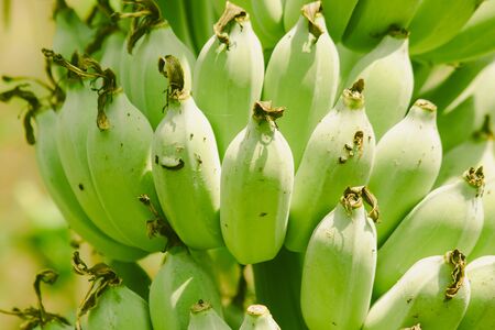 cultivated green banana, Klui Namwa, with green peel, easy to grow, good taste, is one kind of banana, native banana that is common in all regions of Thailandの写真素材