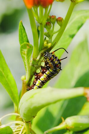 Caterpillar on a tree. Caterpillar on a flower. Caterpillar on a leafの写真素材