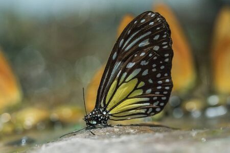 Butterfly Carcass, Butterfly Staff, Insect Carcass in Showcaseの写真素材