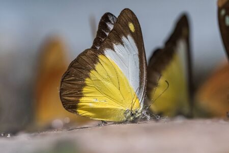 Butterfly Carcass, Butterfly Staff, Insect Carcass in Showcaseの写真素材