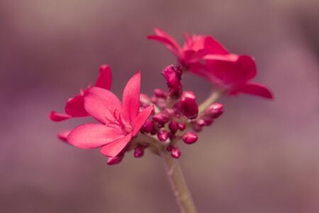 Miniature red flowers from nature.
Creating beautiful flowers Come decoratedの写真素材
