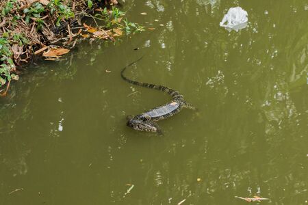 Bringer is in the water, Varanus salvator is a reptile in South Asia. It is a large lizard, 2.5 to 3 meters in length.
Like to find food, rotting food scrapsの写真素材