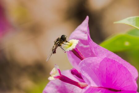 A small bee on a flower, a bee sucking on a nectar on a flower, a bee on a pink flower, a bee on a bougainvillea flowerの写真素材